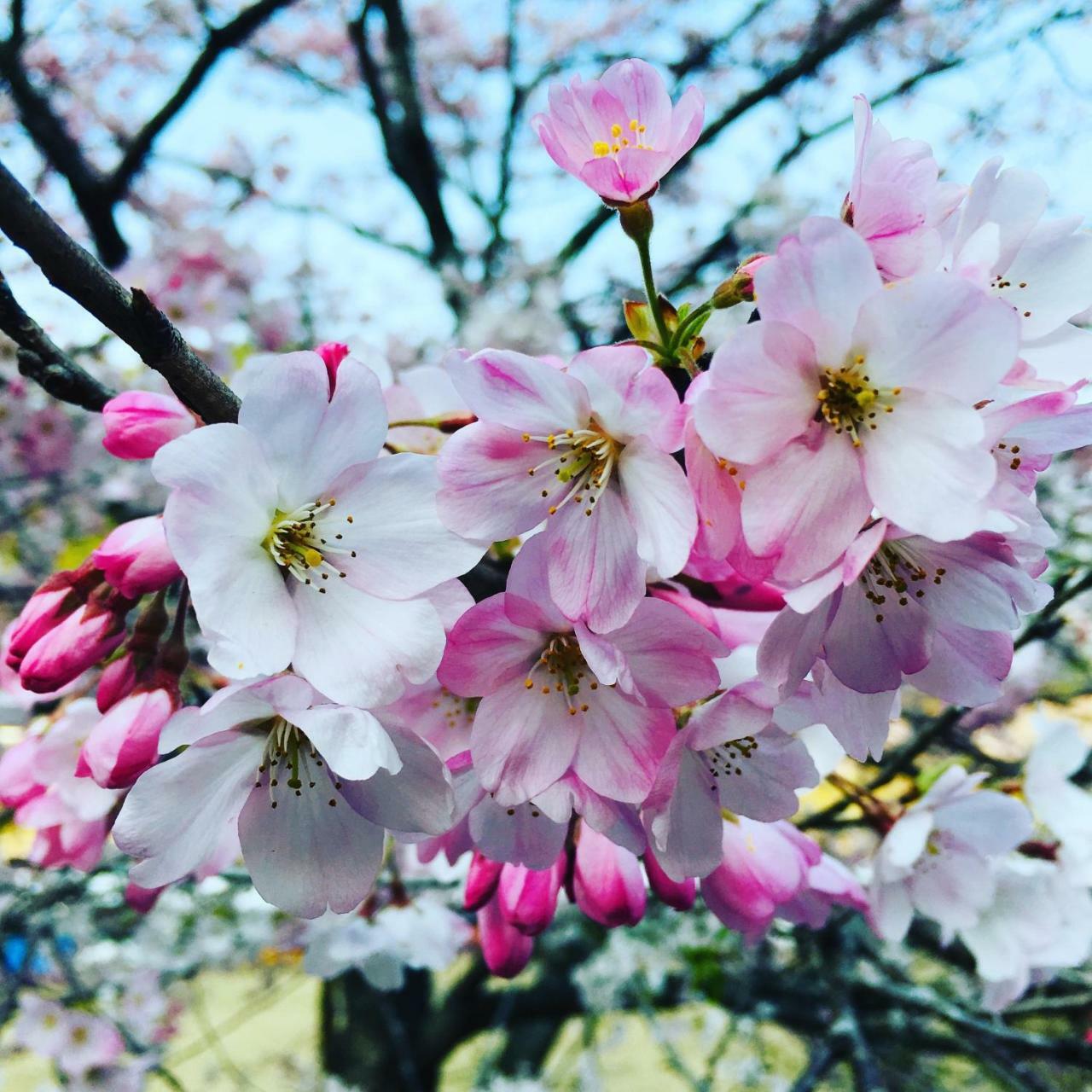 Hitoyoshi Onsen Ohgano Yado Otel Dış mekan fotoğraf